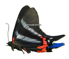 Attēlu rezultāti vaicājumam “Riodinidae”