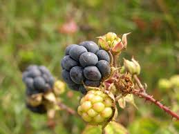 Attēlu rezultāti vaicājumam “Rubus caesius fruit”