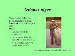 Image result for Ictiobus niger
