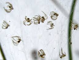 Attēlu rezultāti vaicājumam “Tettigoniodea exuvia”