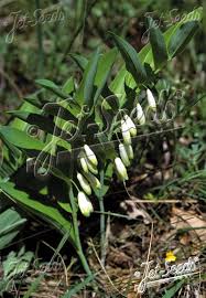Attēlu rezultāti vaicājumam “Polygonatum odoratum flower”