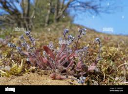 Attēlu rezultāti vaicājumam “Myosotis ramosissima flower”