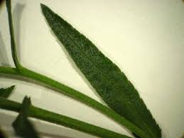 Attēlu rezultāti vaicājumam “Achillea salicifolia leaf”