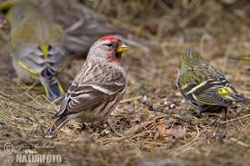 Attēlu rezultāti vaicājumam “Carduelis flammea”