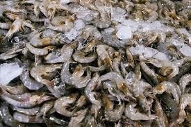 Attēlu rezultāti vaicājumam “Crangon crangon”