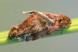 Attēlu rezultāti vaicājumam “Panemeria tenebrata”