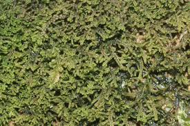 Attēlu rezultāti vaicājumam “Lepidozia reptans”