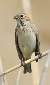 Image result for Emberiza pallasi