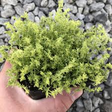 Attēlu rezultāti vaicājumam “Herniaria glabra leaf”