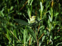 Attēlu rezultāti vaicājumam “Rhabdophaga rosaria”