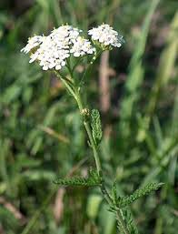 Attēlu rezultāti vaicājumam “Achillea salicifolia leaf”