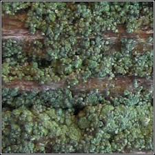 Attēlu rezultāti vaicājumam “Trapeliopsis flexuosa”