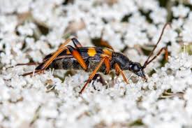 Attēlu rezultāti vaicājumam “Strangalia attenuata”