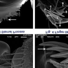 Attēlu rezultāti vaicājumam “Comatricha elegans stalked”