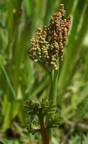 Attēlu rezultāti vaicājumam “Botrychium matricariifolium”