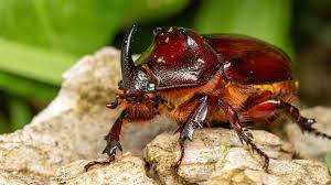 Attēlu rezultāti vaicājumam “Oryctes nasicornis”