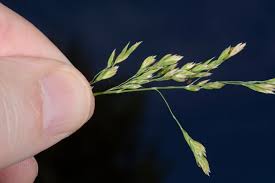 Attēlu rezultāti vaicājumam “Poa palustris”