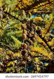 Attēlu rezultāti vaicājumam “Larix decidua var. polonica”