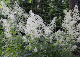 Image result for Aruncus dioicus