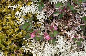 Attēlu rezultāti vaicājumam “Vaccinium uliginosum flower”