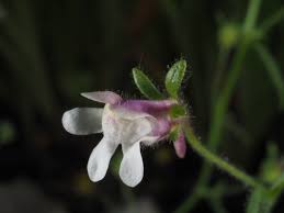 Attēlu rezultāti vaicājumam “Microrrhinum minus leaf”