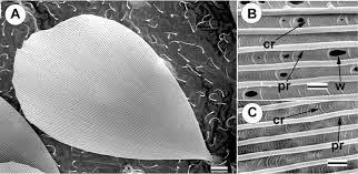 Attēlu rezultāti vaicājumam “Hepialus humuli male”