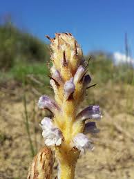 Attēlu rezultāti vaicājumam “Orobanche coerulescens flower”