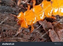 Attēlu rezultāti vaicājumam “Cucujus cinnaberinus larva”