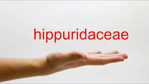 Attēlu rezultāti vaicājumam “Hippuridaceae”