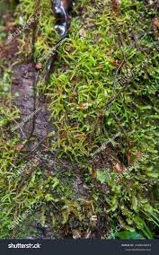 Attēlu rezultāti vaicājumam “Warnstorfia fluitans”