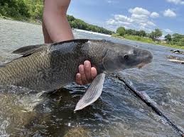 Image result for Cycleptus elongatus