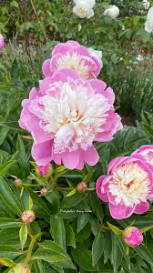 Attēlu rezultāti vaicājumam “Paeoniaceae”