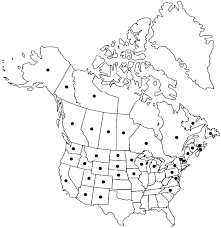 Attēlu rezultāti vaicājumam “Orthotrichum, Nyholmiella”