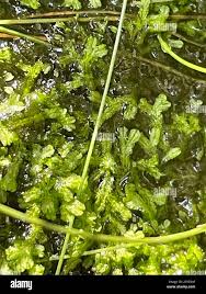 Attēlu rezultāti vaicājumam “Riccia rhenana”