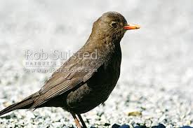 Attēlu rezultāti vaicājumam “Turdus merula female”