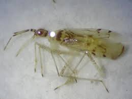 Attēlu rezultāti vaicājumam “Dicyphus nymph”