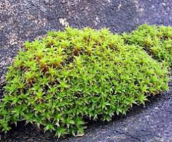 Attēlu rezultāti vaicājumam “Heterotrichia pomiformis (syn. Arcyria pomiformis)”