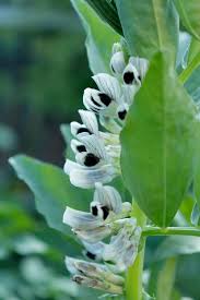 Attēlu rezultāti vaicājumam “Vicia faba flower”