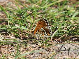 Attēlu rezultāti vaicājumam “Melitaea cinxia upperside”