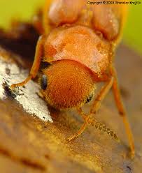 Attēlu rezultāti vaicājumam “Lymexylidae”