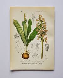 Attēlu rezultāti vaicājumam “Orchis mascula flower”