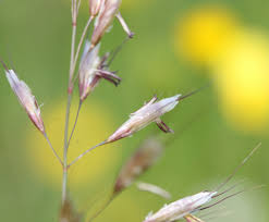 Attēlu rezultāti vaicājumam “Helictotrichon pratense leaf”