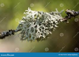 Attēlu rezultāti vaicājumam “Pseudevernia furfuracea”