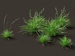 Attēlu rezultāti vaicājumam “Lolium perenne”