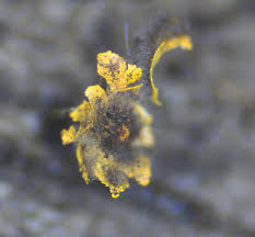 Attēlu rezultāti vaicājumam “Physarum viride stalked”