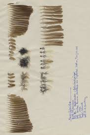 Attēlu rezultāti vaicājumam “Phylloscopus trochiloides adult”