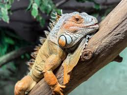 Attēlu rezultāti vaicājumam “Reptilia”