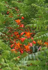 Attēlu rezultāti vaicājumam “Anthyllis maritima leaf”