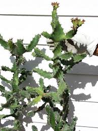 Attēlu rezultāti vaicājumam “Euphorbiaceae”