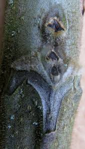 Attēlu rezultāti vaicājumam “Juglans mandshurica leaf”